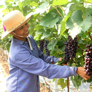 GIỐNG NHO HẠ ĐEN