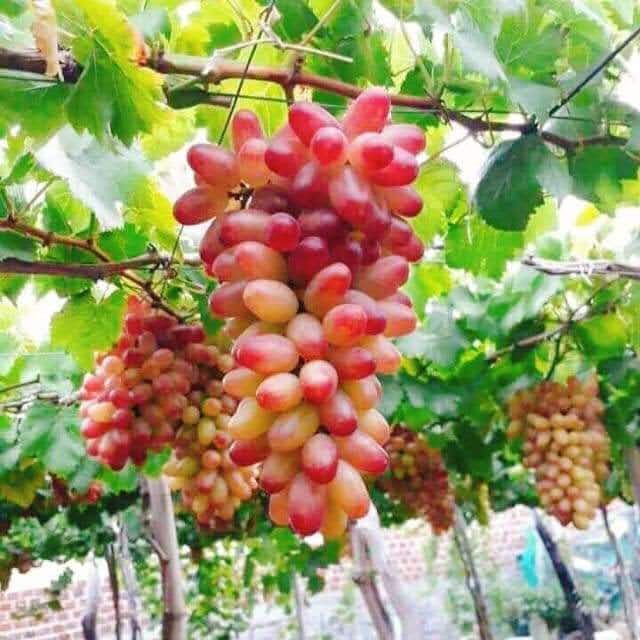 Hình ảnh chương 1