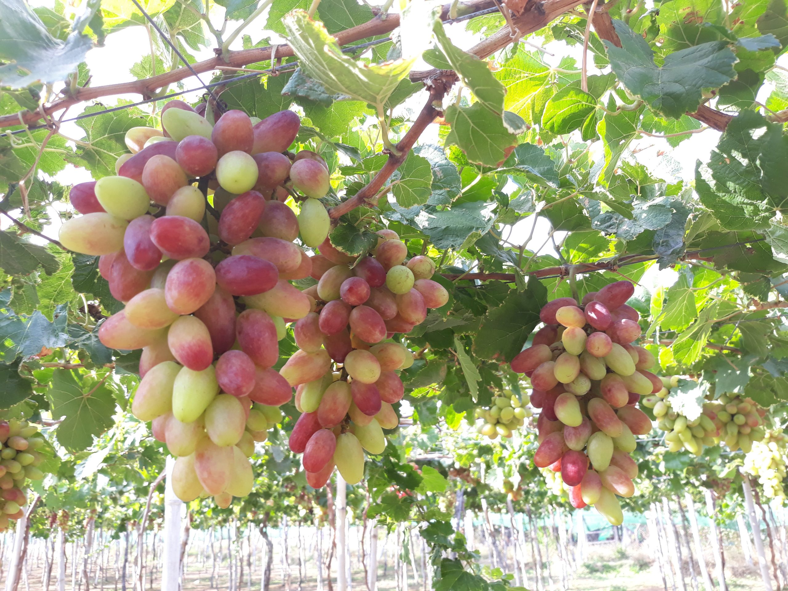 Cây Nho Giống Mẫu Đơn: Dễ Trồng, Nhanh Thu Hoạch - Nho giống ninh thuận