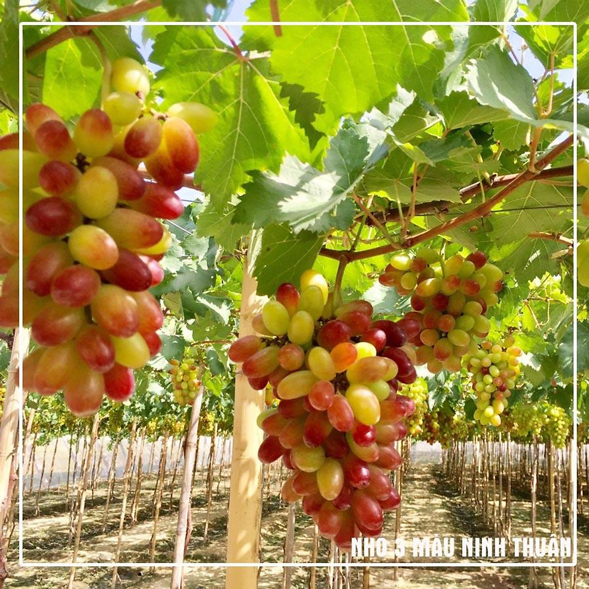 Cách Trồng Cây Nho Giống Ngón Tay Ninh Thuận Hiệu Quả - Nho giống ninh ...