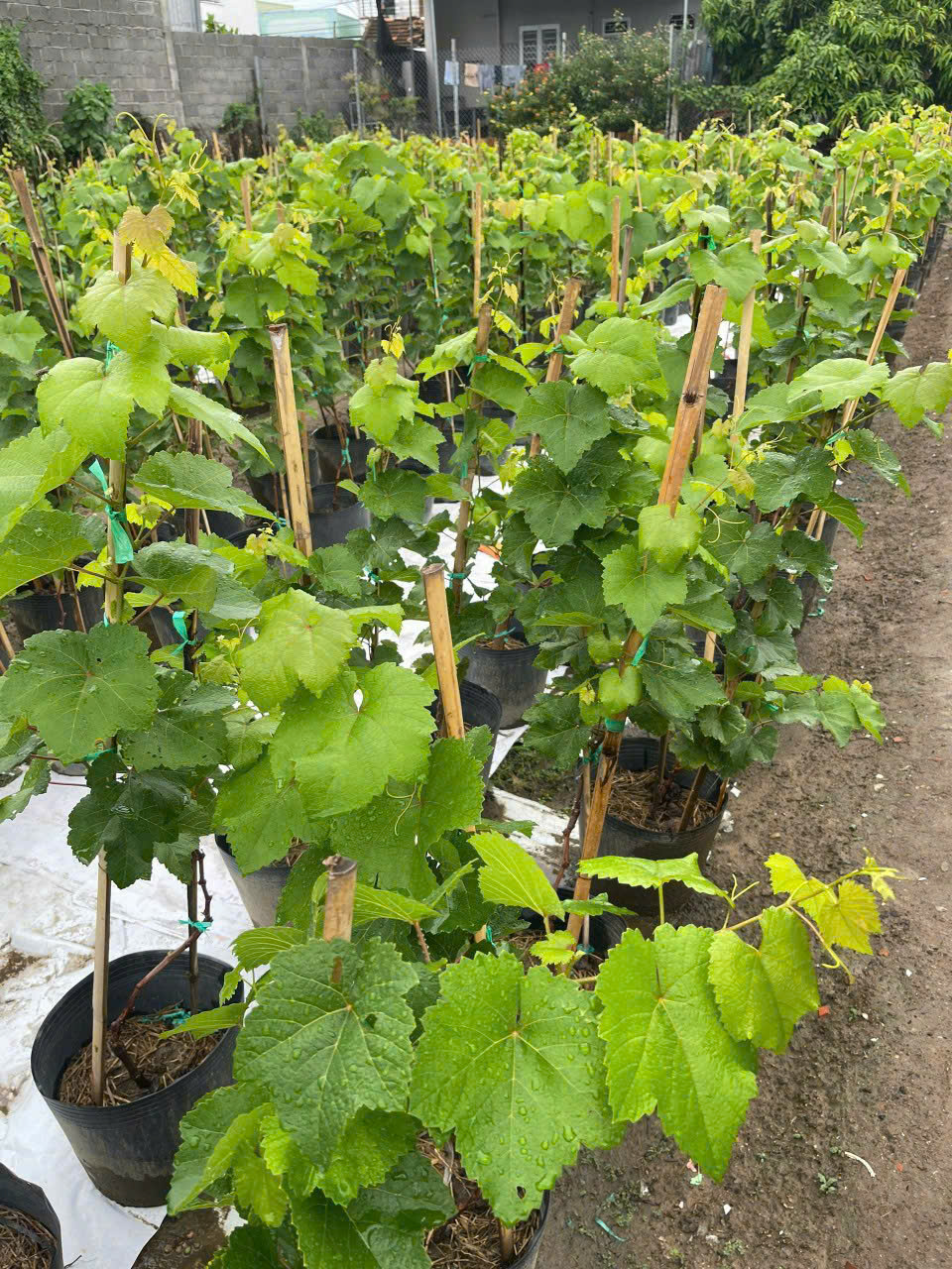 Cây Nho Giống Xanh Ninh Thuận: Dễ Trồng, Năng Suất Cao - Nho giống ninh ...