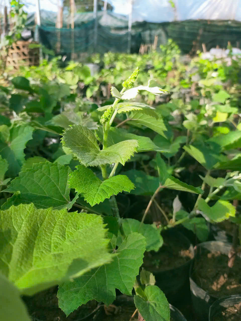 Ảnh 1