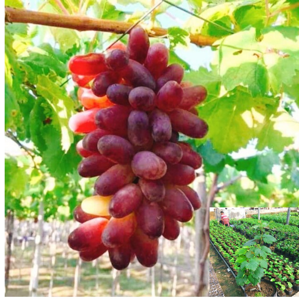 Hình ảnh chương 2