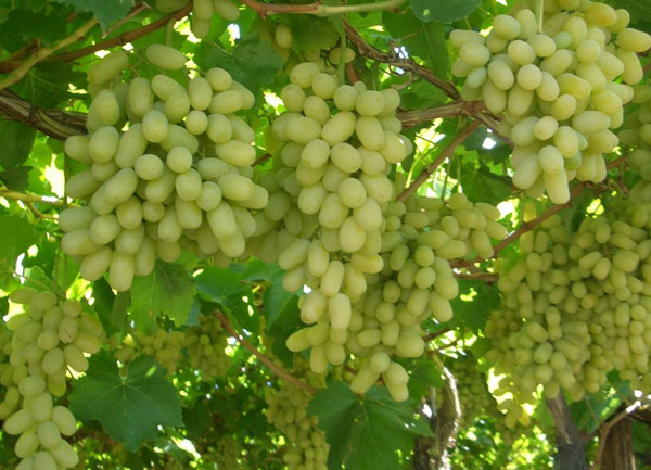 Ảnh 2