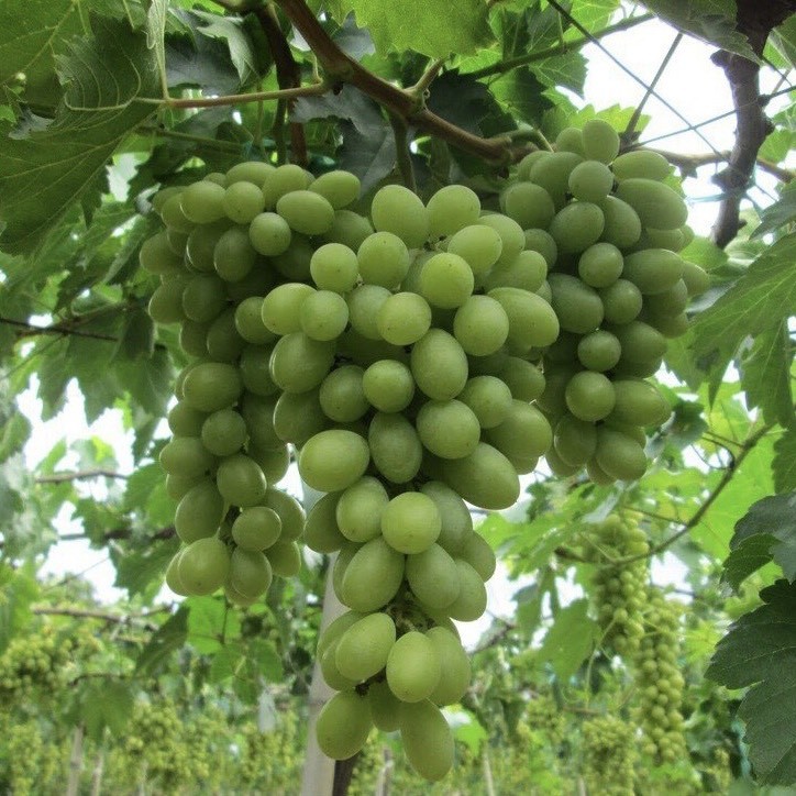 Ảnh 2