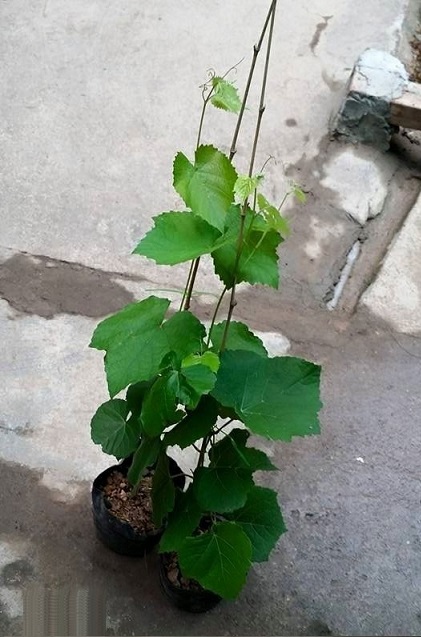 Ảnh 2