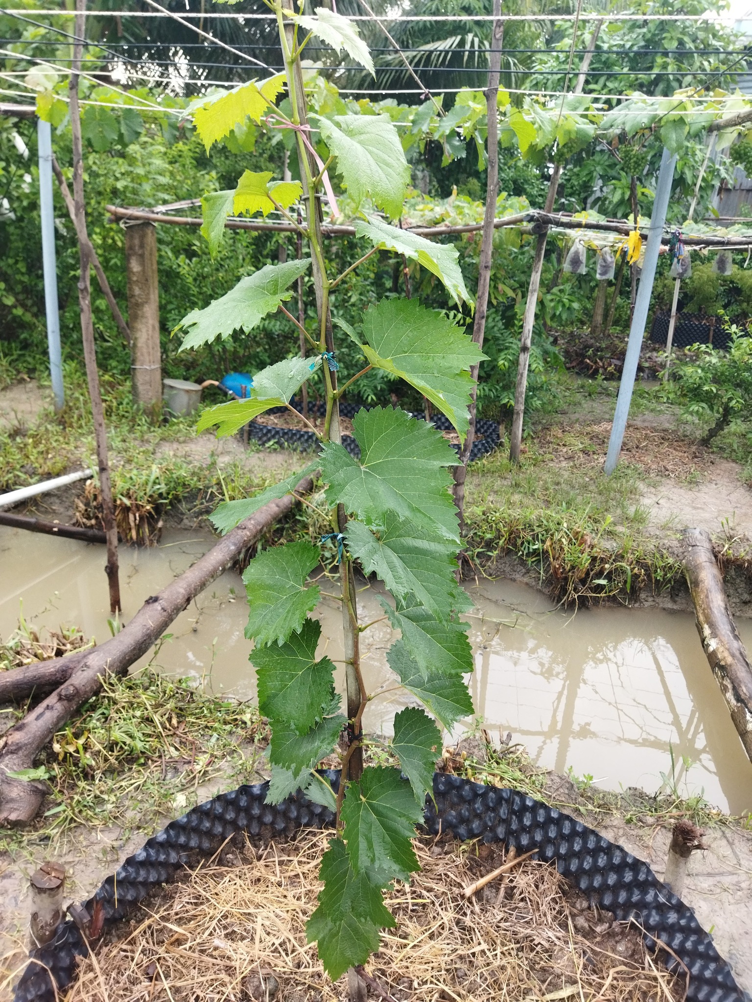 Ảnh 3