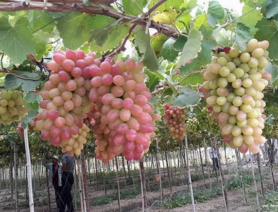 Ảnh 3
