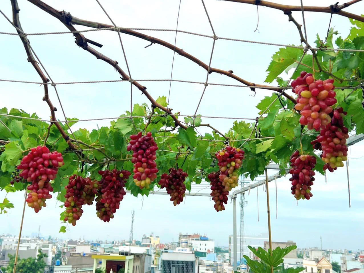 Ảnh 3
