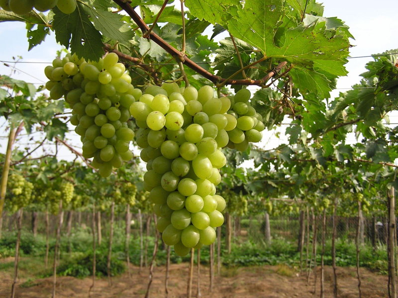 Ảnh 3