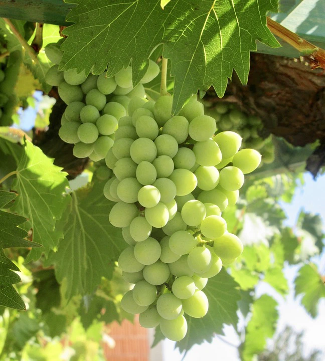 Ảnh 3
