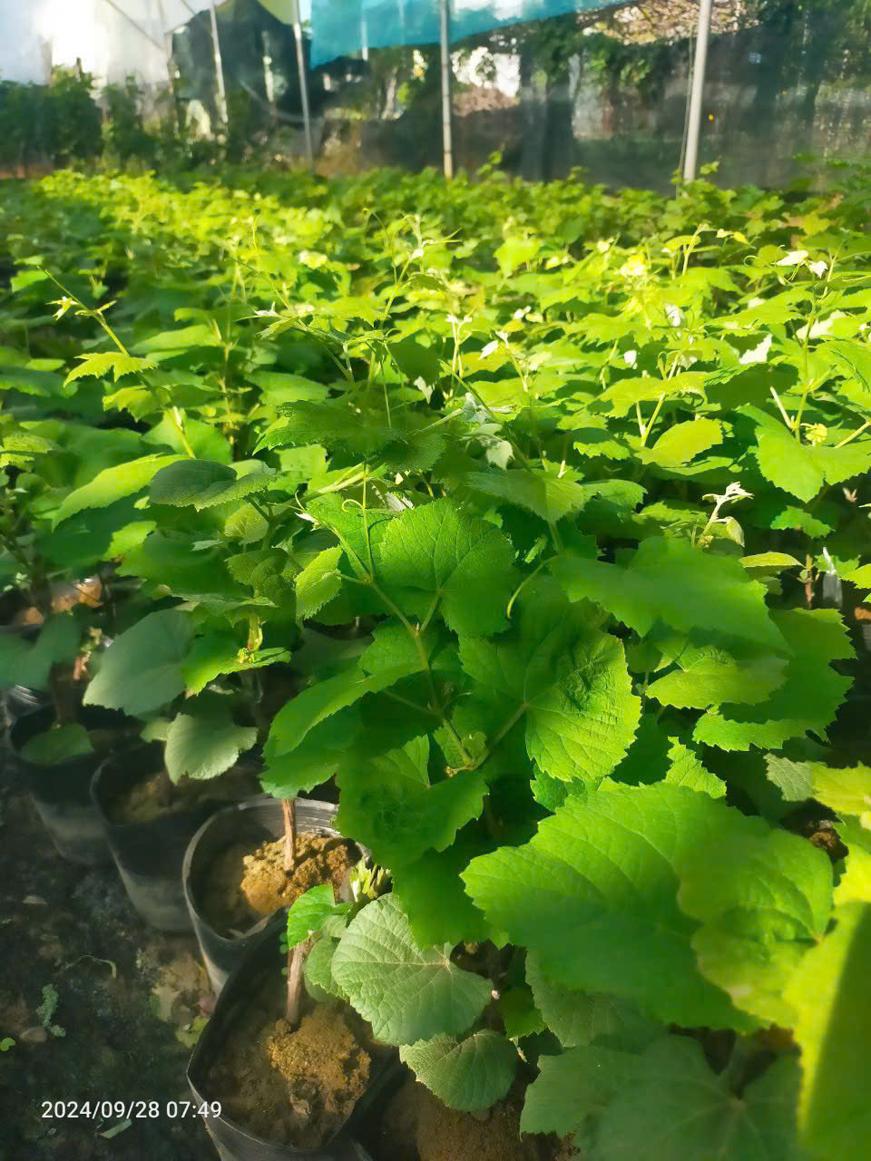 Ảnh 3