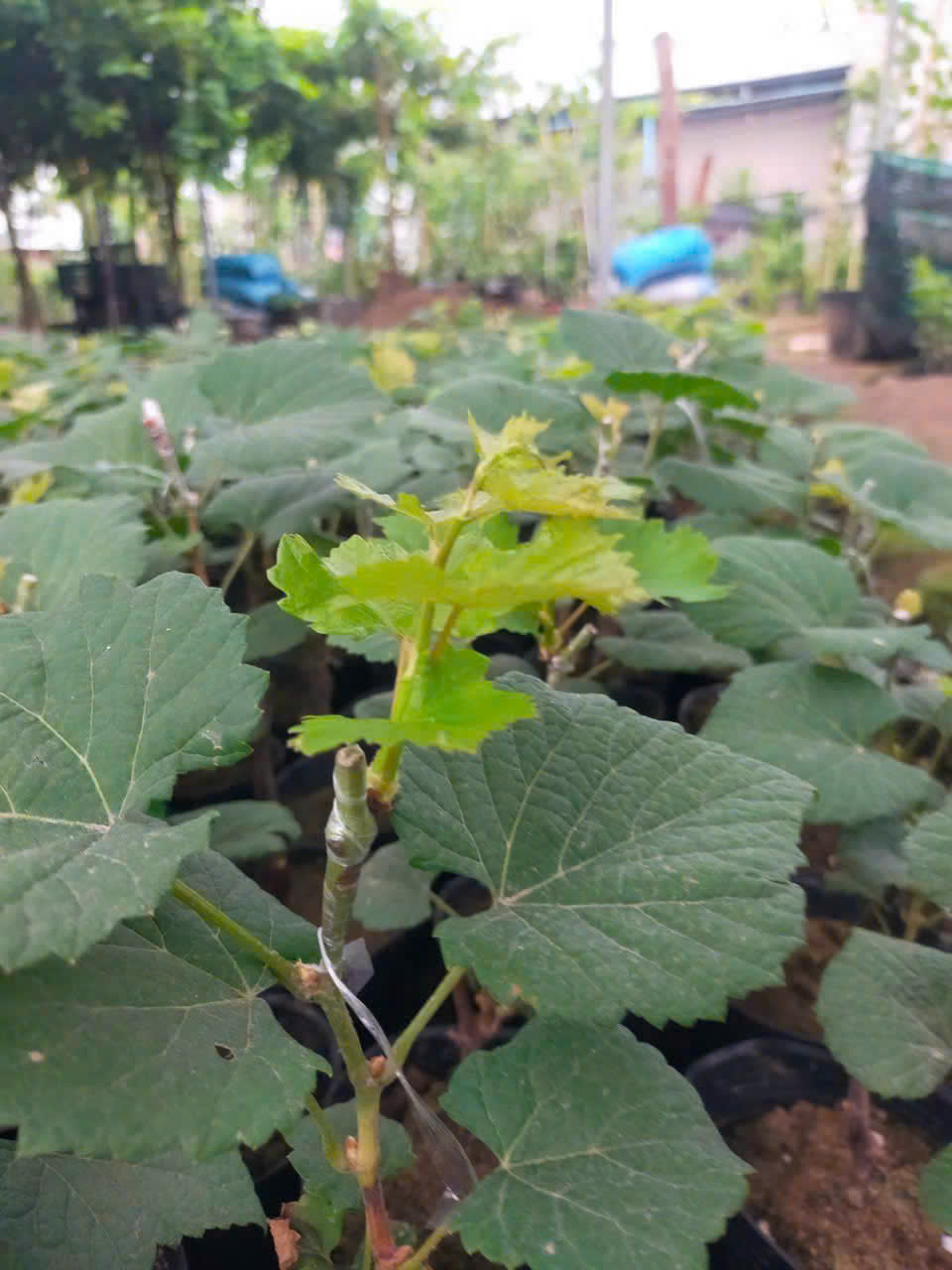 Ảnh 3