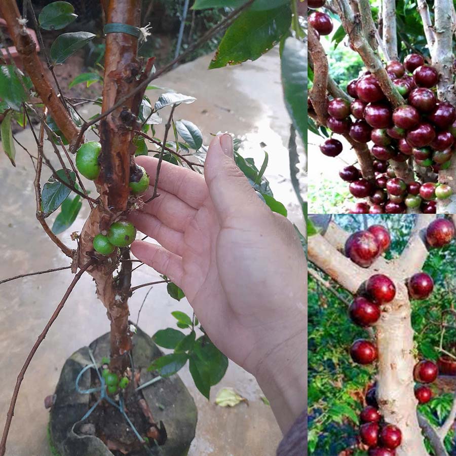 Cây Nho Thân Gỗ 12 Vụ Choai Có Trái Sẵn, Cao 1,5 Mét