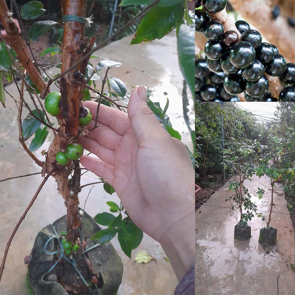 Nho Thân Gỗ Tứ Quý Choai Cao 1m - 1,5m – Cây Ăn Trái Độc Đáo, Phong Thủy Sung Túc