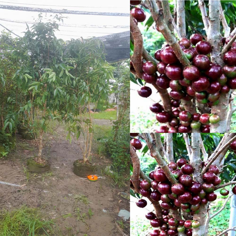 Cây Nho Thân Gỗ Kim Cương Cao 1,8m Trở Lên