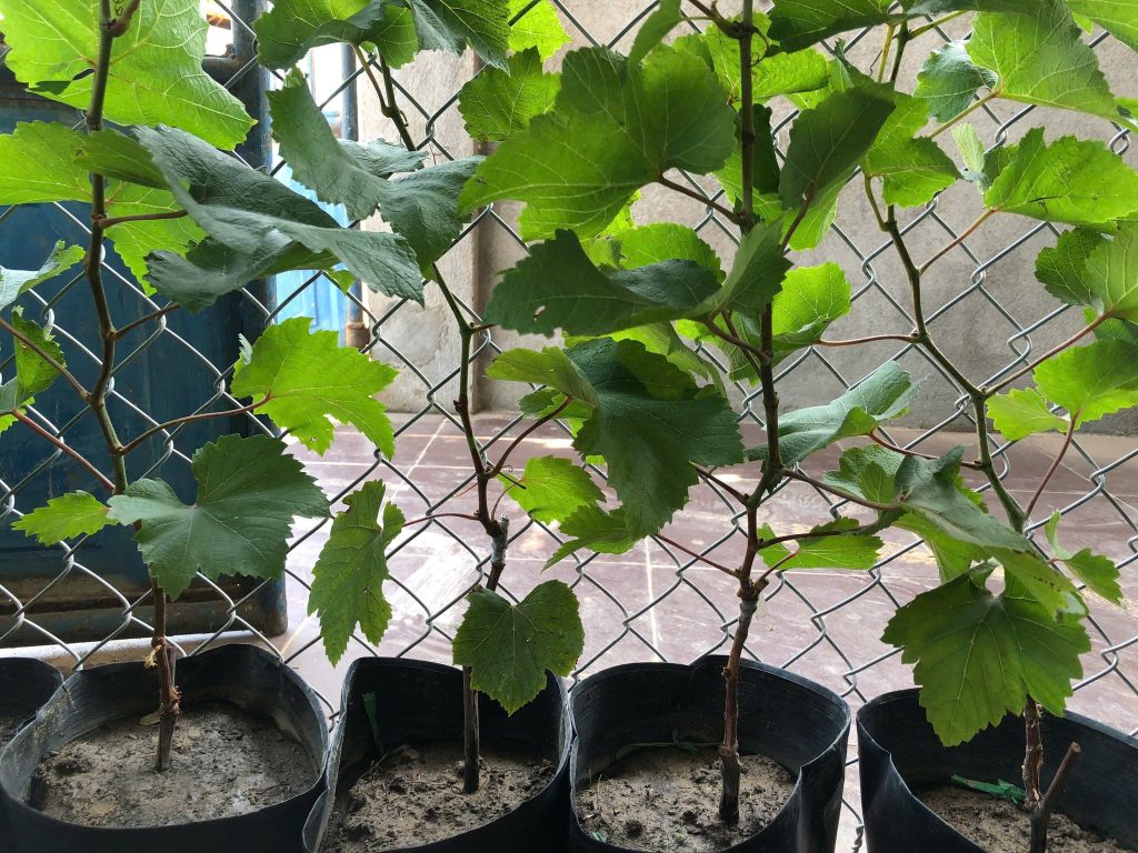 Lá cây nho Mẫu Đơn trên giàn trồng