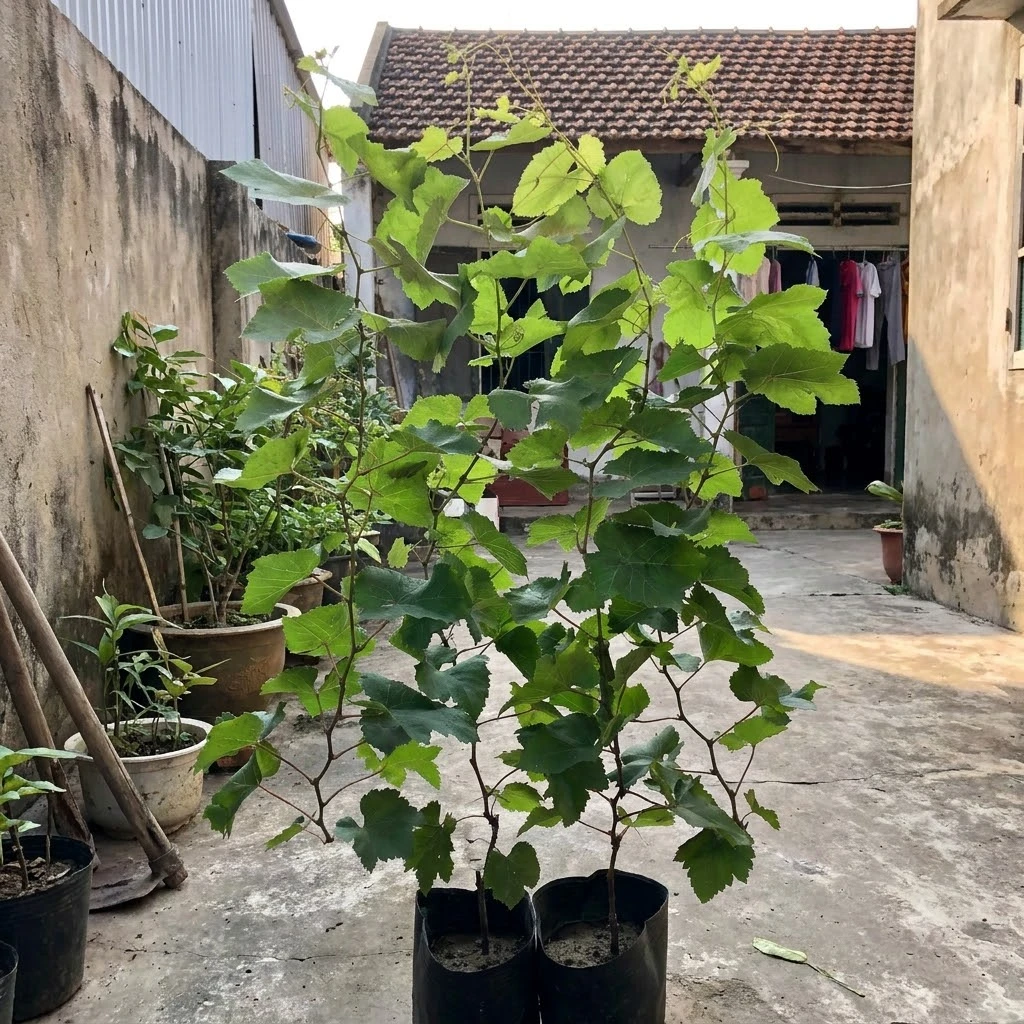 Cây nho cao 1 mét với thân và lá đang phát triển