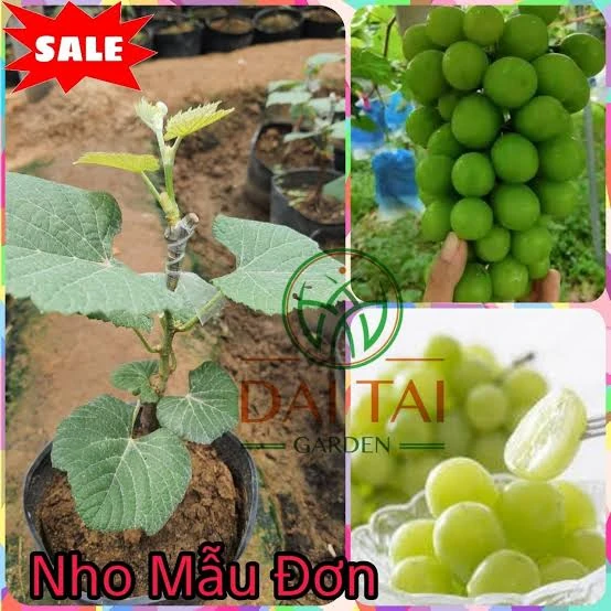 Cây nho giống khỏe với lá phát triển sau khi ổn định môi trường