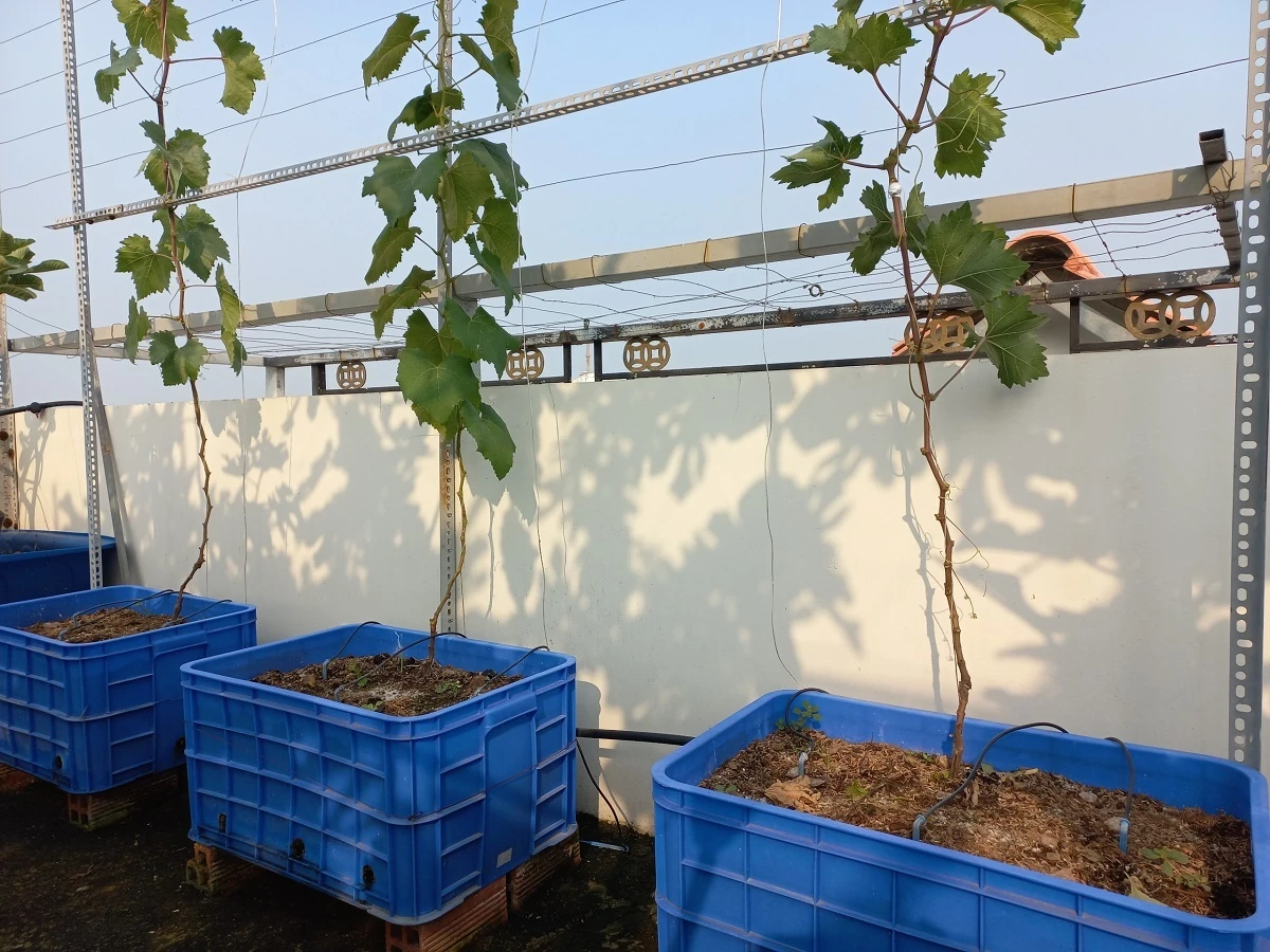 Chậu trồng cây nho với bề mặt giá thể