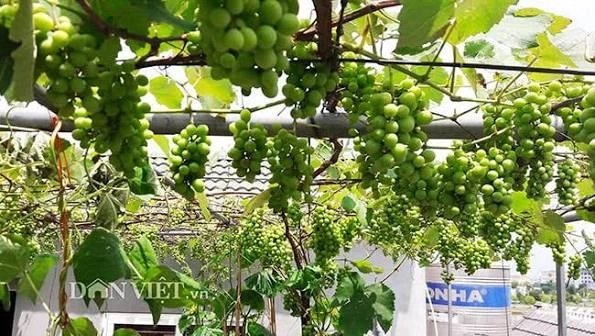 Tán nho phân bố trên hệ giàn sân thượng