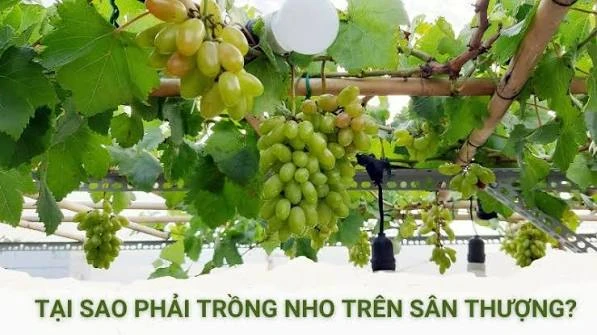 Giàn nho với các cành được phân bố trên khung