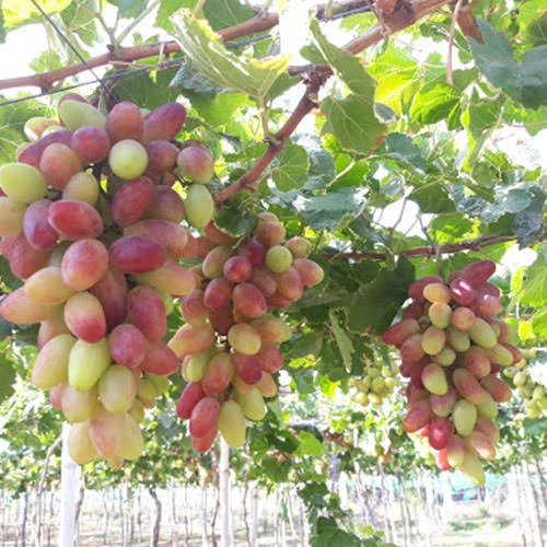 Quả nho Ngón Tay Đỏ trên chùm